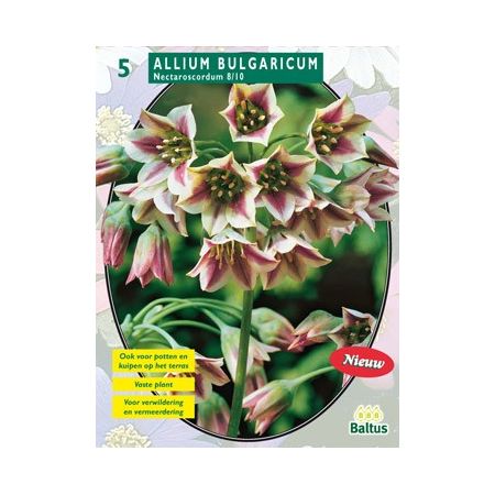 Allium Siculum Bulgaricum per 5