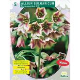Allium Siculum Bulgaricum per 5