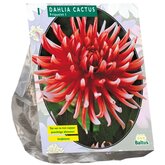 Baltus Dahlia Cactus Friquolet per 1