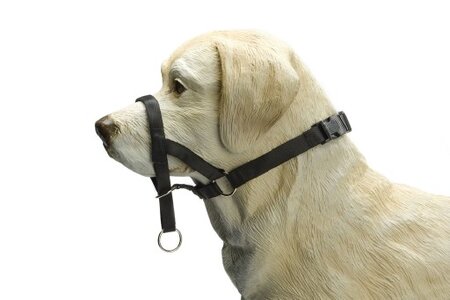 Beeztees Dog Control - Halsband Hond - Zwart - L