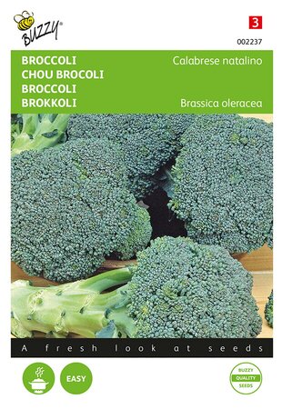 Buzzy® Broccoli Calabrese natalino, groen - afbeelding 1