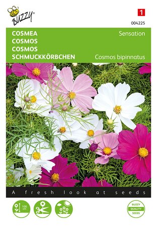 Buzzy® Cosmos, Cosmea Sensation gemengd - afbeelding 1