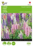 Buzzy® Lupinus, Lupine Russell’s Hybrids gemengd - afbeelding 1