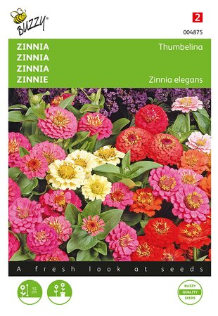 Buzzy® Zinnia Thumbelina laag gemengd - afbeelding 1