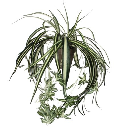 Chlorophytum groen in pot Stan grijs d11,5cm - l45xd45cm