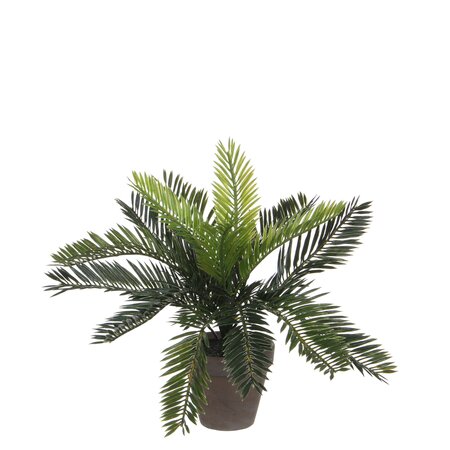 Cycas palm groen in pot Stan grijs d11,5cm - h33xd34cm