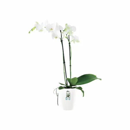 Elho Brussels Diamond Orchidee Hoog 12,5 - Wit - Ø 13 x H 15 cm - Binnen - 100% gerecycled - afbeelding 2