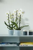 Elho Brussels Orchidee 12,5 - Transparant - Ø 13 x H 12 cm - Binnen - 100% gerecycled - afbeelding 3