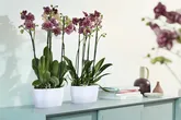 Elho Brussels Orchidee Duo 25 - Wit - L 25 x B 13 x H 12 cm - Binnen - 100% gerecycled - afbeelding 3
