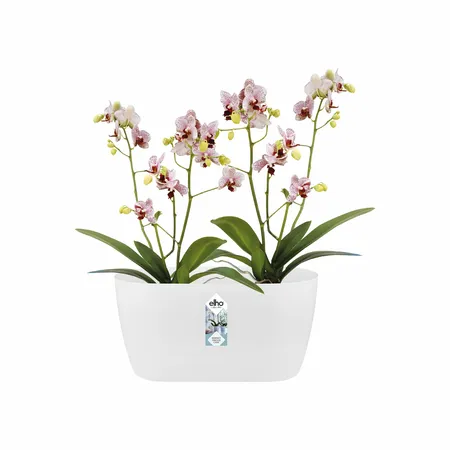 Elho Brussels Orchidee Duo 25 - Wit - L 25 x B 13 x H 12 cm - Binnen - 100% gerecycled - afbeelding 2