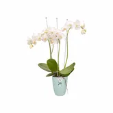 Elho Brussels Orchidee Hoog 12,5 - Transparant - Ø 13 x H 16 cm - Binnen - 100% gerecycled - afbeelding 2