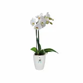 Elho Brussels Orchidee Hoog 12,5 - Wit - Ø 13 x H 16 cm - Binnen - 100% gerecycled - afbeelding 2