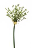 Kunstbloem Allium buds spray 70cm cream