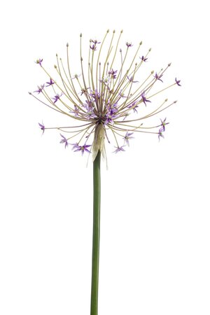 Kunstbloem Allium open lilac 105cm