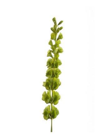 Kunstbloem Molucella spray groen 80cm
