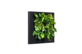 Levende Plantenschilderij LivePicture 1 zwart 72 x 72 x 7 cm ex. planten - afbeelding 2