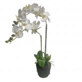 Orchidee 2 taks, 64cm wit