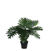 Philodendron in plastic pot groen - h60xd80cm